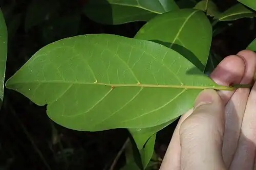 Underside of leaf showing conspicuous domatia