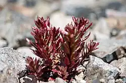 A few stems and leaves of this species, red in broad daylight on a scree field