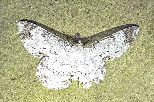 E. anonaria Wayra, Ecuador