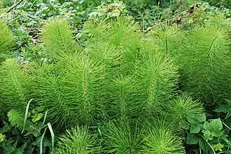Great horsetail