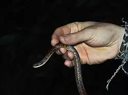 Human holding Erythrolamprus taeniurus