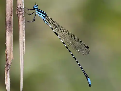 Esme mudiensis male