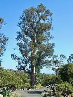 Eucalyptus Tree preserved near temple entrance