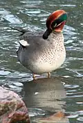 Green-winged teal, Slottsskogen, Gothenburg