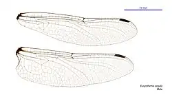 Male wings