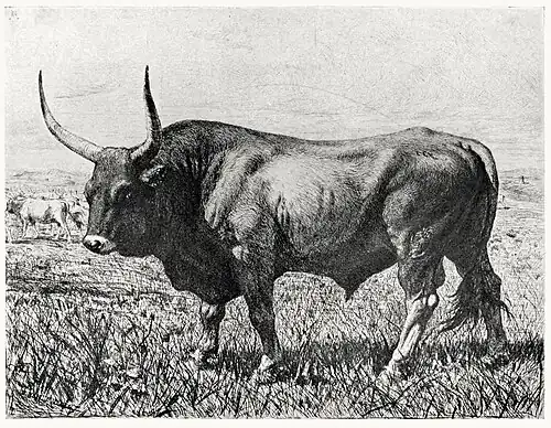 Bull of the Roman Campagna