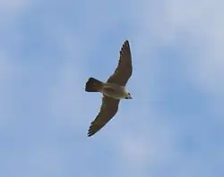 Peregrine falcon, Gothenburg