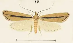 Male