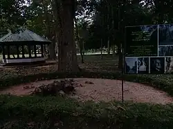 First Rubber Plant in Sri Lanka at Henarathgoda Botanical Garden