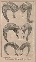 The first illustration, vol. 1, no. 1, 1886, of the horns of the sheep, Ovis hodgsoni, O. vignei, and of an hybrid found in the Zanskar region of the upper Indus river valley, drawn by R. A. Sterndale