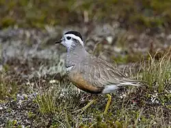 Eurasian dotterel, Idre, Dalarna