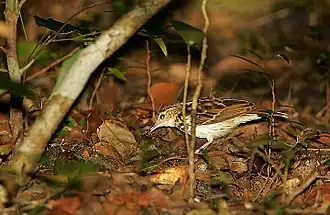 Sokoke pipit on the forest floor