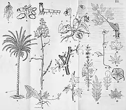 Flora Fennica compiled by Lönnrot, the first Finnish-language botanical science work published in 1860