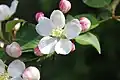 Malus sylvestris flower in bloom