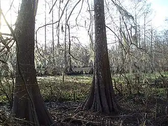 A dried up swamp bed