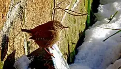 Eurasian wren, Ystad, Skåne