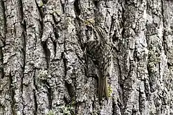 Eurasian treecreeper, Roma, Gotland