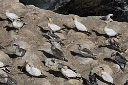 Gannets at Muriwai; adults and one young bird