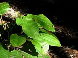 Karrabina biagiana foliage