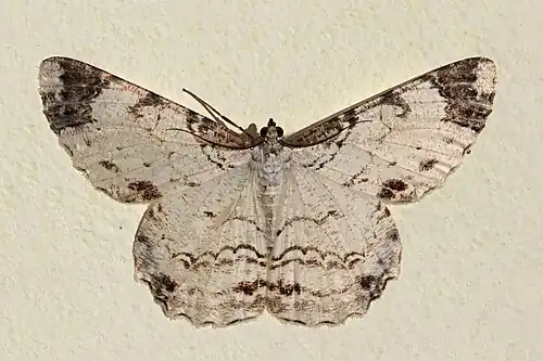 E. semicompleta Mount Totumas cloud forest, Panama