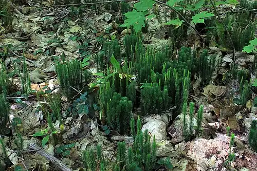 Common club-moss, Spinulum annotinum, synonym Lycopodium annotinum, August