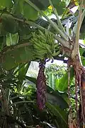 Bananas grown on Gibney Beach.
