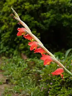 Flowers and buds, Ooty, India