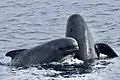 Globicephala melas