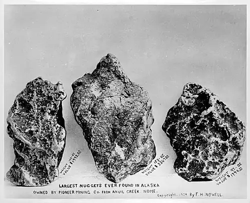 Gold nuggets found by Placer Mining Co. along Anvil Creek, ca. 1901