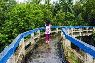 Tourist walk along the canopy walk of Golpata Forest