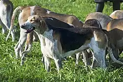 Grand Anglo-Français Tricolore, a typical breed used in pack hunts