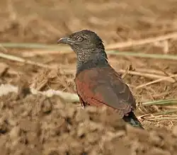 Immature at Hodal, Faridabad, Haryana, India