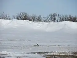 Wildlife in Four Buttes, Montana