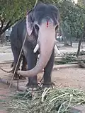 Elephant of the Guruvayur Temple (Thrissur, Kerala) in chains