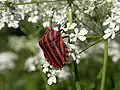 Graphosoma italicum