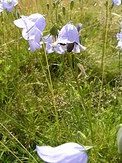 Harebell