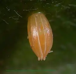 Egg