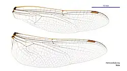 Male wings