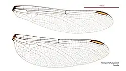 Female wings