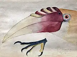 Watercolour of hornbill bird