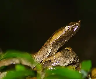 Head