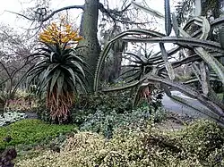 Aloe marlothii in bloom, with Ceiba speciosa and euphorbia
