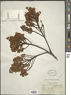 Hypericum laricifolium