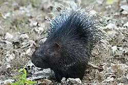 Brown and white porcupine