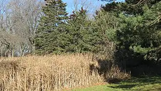 Cattails near Sheridan Park pond