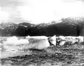 Icebergs at Taku glacier terminus