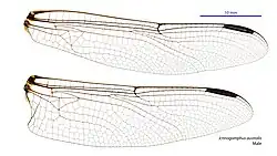 Male wings