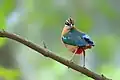 Image 10The Indian pitta (Pitta brachyura) is a passerine bird native to the Indian subcontinent. It inhabits scrub jungle, deciduous and dense evergreen forest. The pictured specimen was photographed at Bhawal National Park. Photo Credit: Md shahanshah bappy