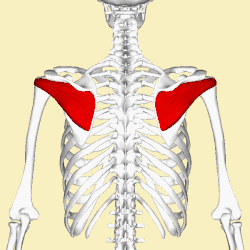 Infraspinatus muscle (shown in red). Animation.