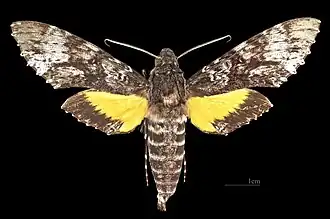 Isognathus excelsior ♂